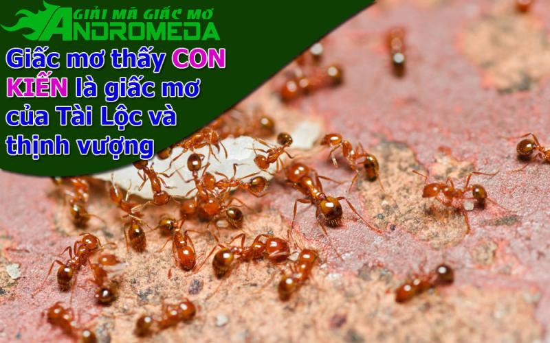 Giấc mơ thấy CON KIẾN, giấc mơ của tài lộc và thịnh vượng