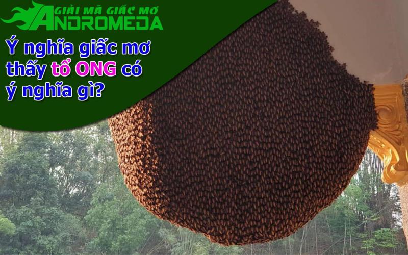 Ý nghĩa giấc mơ thấy TỔ ONG là gì?