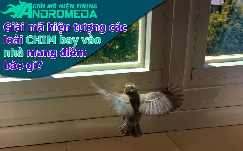 Giải mã hiện tượng: Một số LOÀI CHIM bay vào nhà mang điềm báo gì?