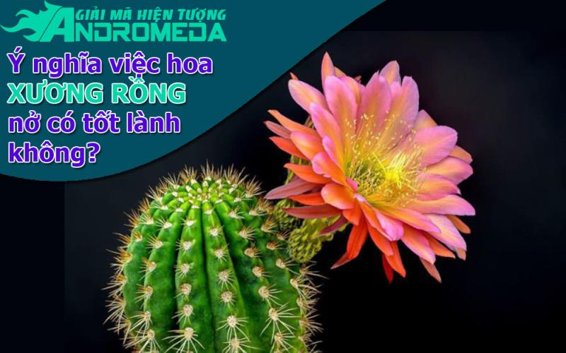 Giải mã hiện tượng: Ý nghĩa hiện tượng xương rồng NỞ HOA