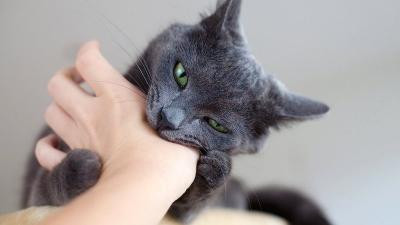Bị mèo cắn trong giấc mơ