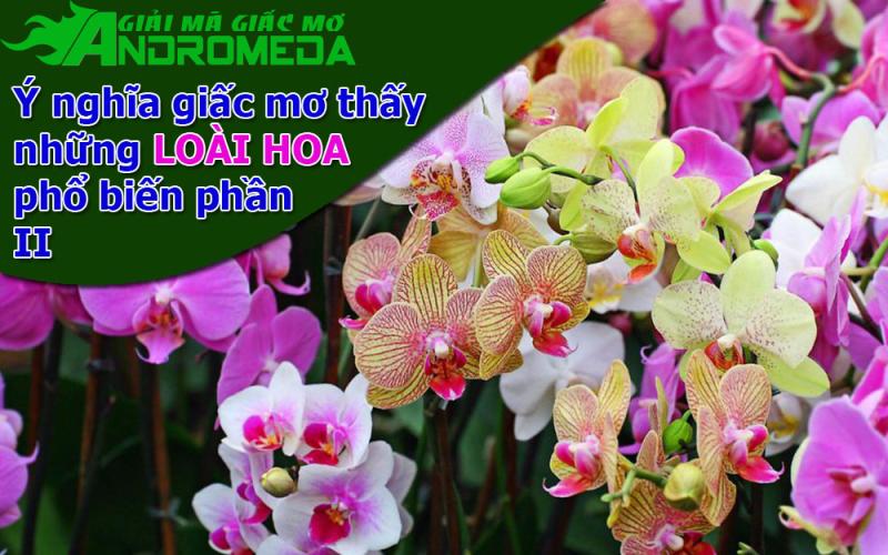 Ý nghĩa giấc mơ thấy vài LOÀI HOA phổ biến P2