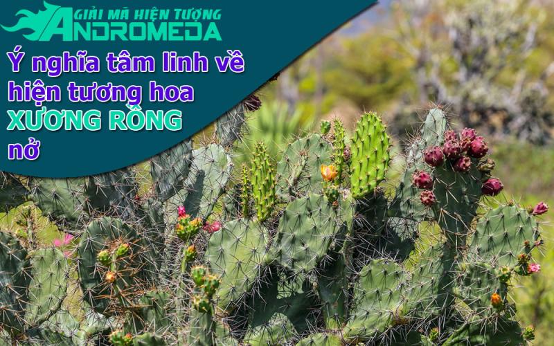 Giải mã hiện tượng: Ý nghĩa tâm linh khi xương rồng NỞ HOA
