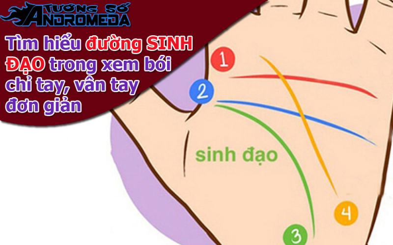 Bói chỉ tay: Tìm hiểu đường SINH ĐẠO trong lòng bàn tay