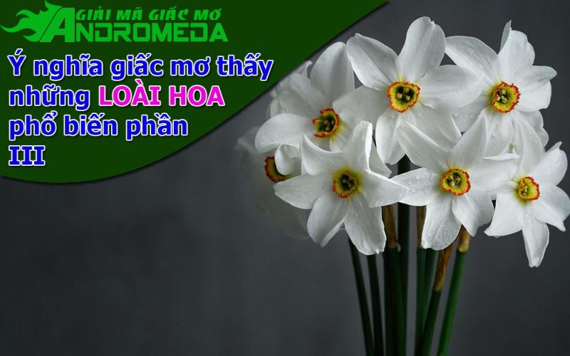 Ý nghĩa giấc mơ thấy vài LOÀI HOA phổ biến P3