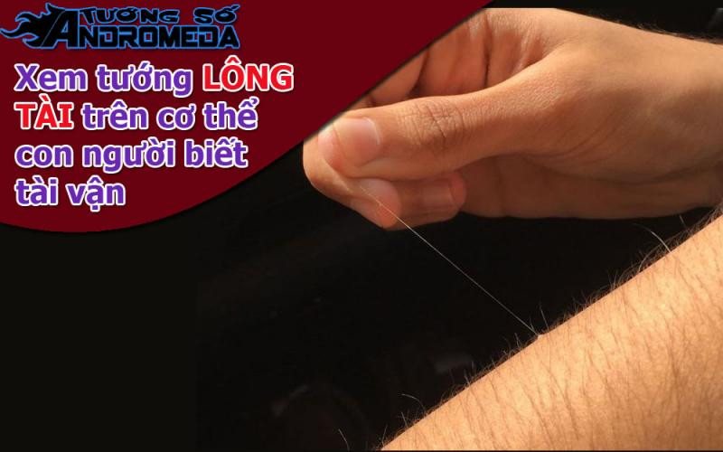 Xem tướng: Xem tướng LÔNG TÀI trên cơ thể con người