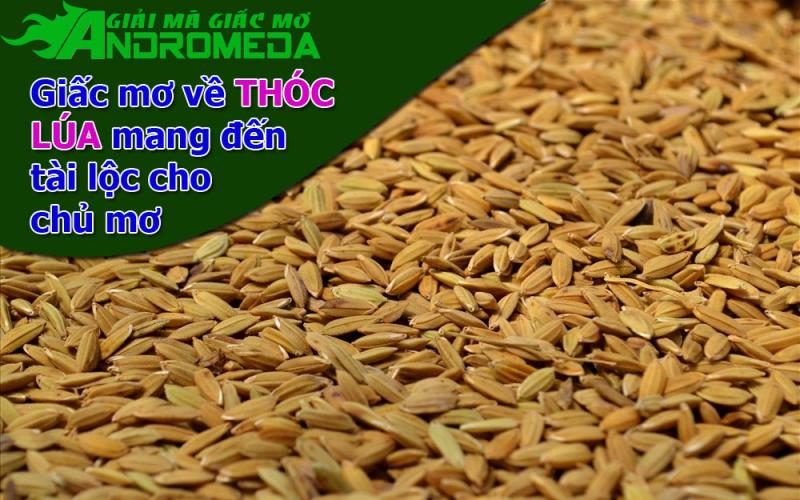 Giấc mơ về thóc lúa, mang đến tài lộc cho chủ mơ.