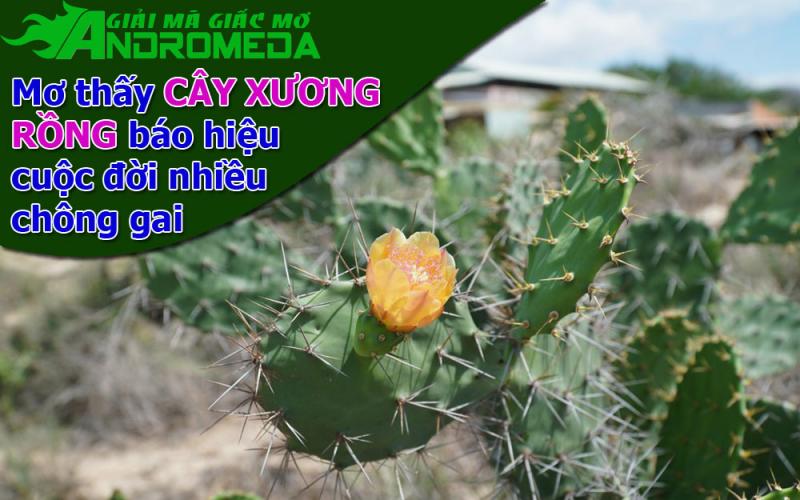 Giấc mơ thấy cây xương rồng, báo hiệu cuộc đời chông gai