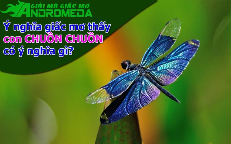 Ý nghĩa giấc mơ thấy CHUỒN CHUỒN là gì?