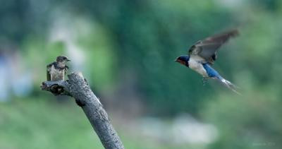 Nằm mơ thấy chim én, chim én là số gì?
