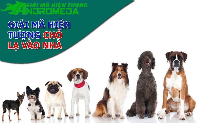 Giải mã hiện tượng chó chạy vào nhà theo tâm linh