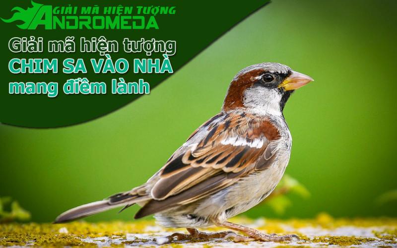 Hiện tượng chim bay vào nhà mang phúc lộc tới.