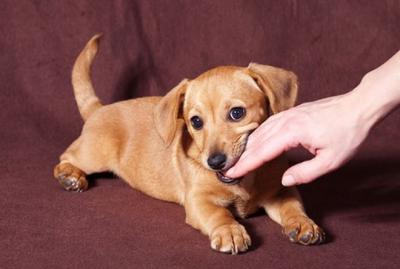 Mơ bị chó cắn thì sẽ gặp chuyện xui?