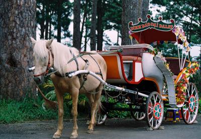 Mơ thấy xe ngựa là số gì?