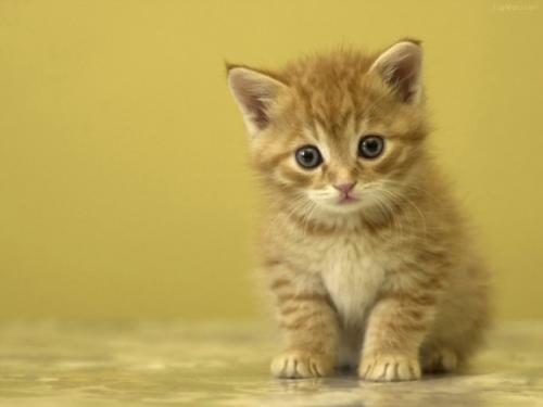 Nằm mơ thấy mèo là số gì và nó có ý nghĩa gì?