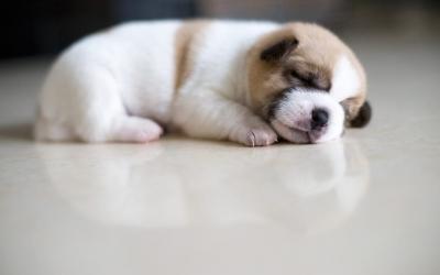 Mơ thấy chó con báo điều gì?