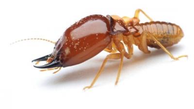 Giải mã giấc mơ thấy con mối