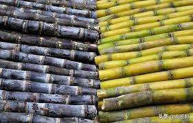 Giải mã giấc mơ về cây mía