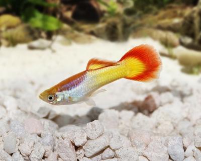 Mơ thấy cá bảy màu, cá mây chiều là số gì?