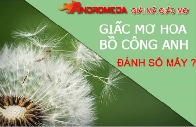 Giải mã giấc mơ về hoa Bồ Công Anh, mơ thấy hoa Bồ Công Anh là số mấy?