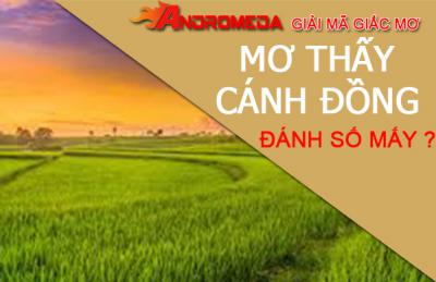 Mơ thấy cánh đồng bao la, bạn là người hạnh phúc?