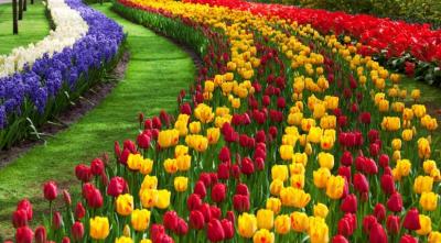 Rực rỡ sắc màu khi mơ thấy cánh đồng hoa tulip