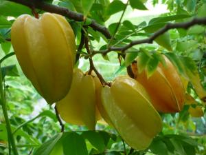 Nằm mơ thấy cây khế, quả khế có may mắn không?