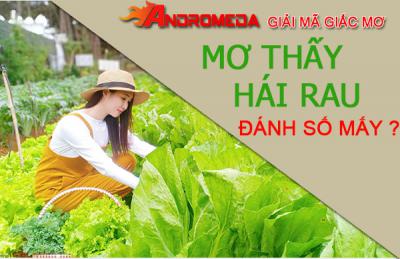 Giải mã giấc mơ thấy mình đang hái rau, mơ thấy hái rau đánh số mấy?