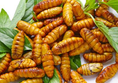 Mơ thấy con tằm