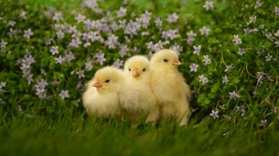 Mơ thấy gà con thì sẽ gặp may mắn