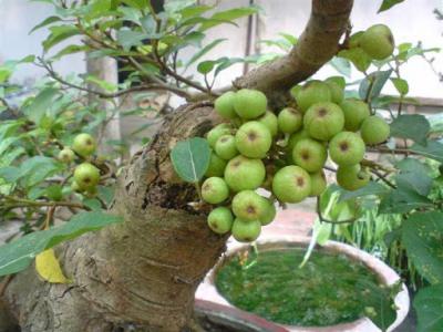 Ý nghĩa của giấc mơ thấy quả sung