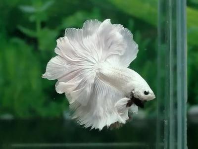 Giải mã giấc mơ thấy cá trắng