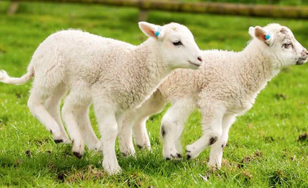 Ý Nghĩa Giấc Mơ Thấy Những Con Cừu